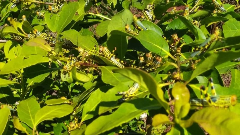 Chamados de tucura na Argentina, grupo de insetos se desloca pouco e não costuma atacar lavouras