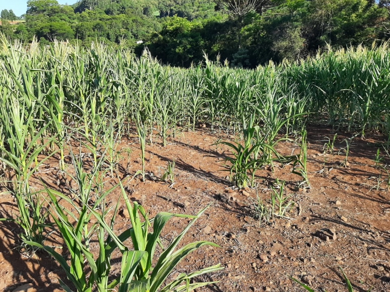 Falta de chuva afetou novamente o milho e outras culturas
