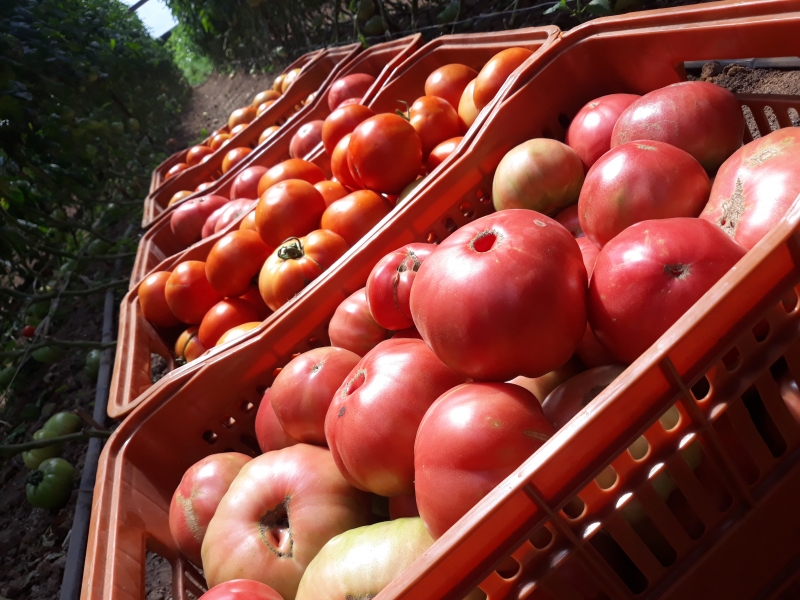 Principal cidade do Interior gaúcho se consolidou como a maior produtora de hortiigranjeiros do RS