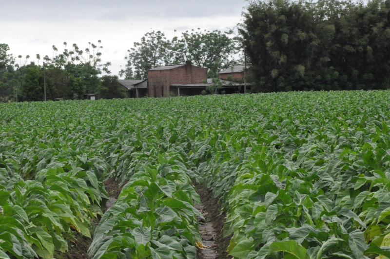 Produtores esperavam negociar a safra conforme termos da lei aprovada em janeiro pelo Parlamento gaúcho