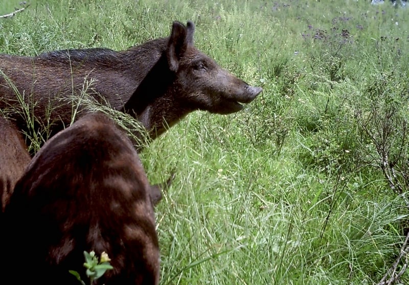 Espécie exótica invasora causa prejuízos ao meio ambiente, à produção agropecuária e à segurança no meio rural