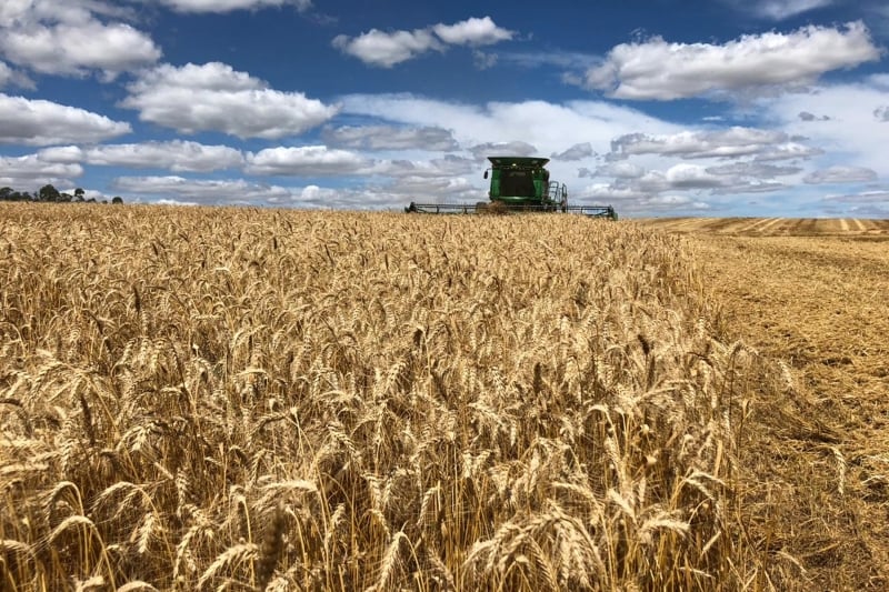  Matéria-prima nativa passa por um processo de melhoramento genético 