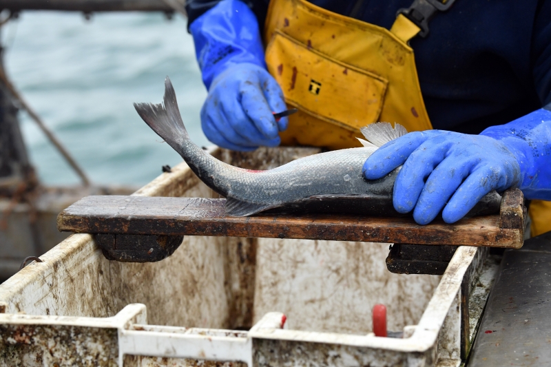 A indústria da pesca gaúcha hoje acumula faturamento de até R$ 900 milhões 
