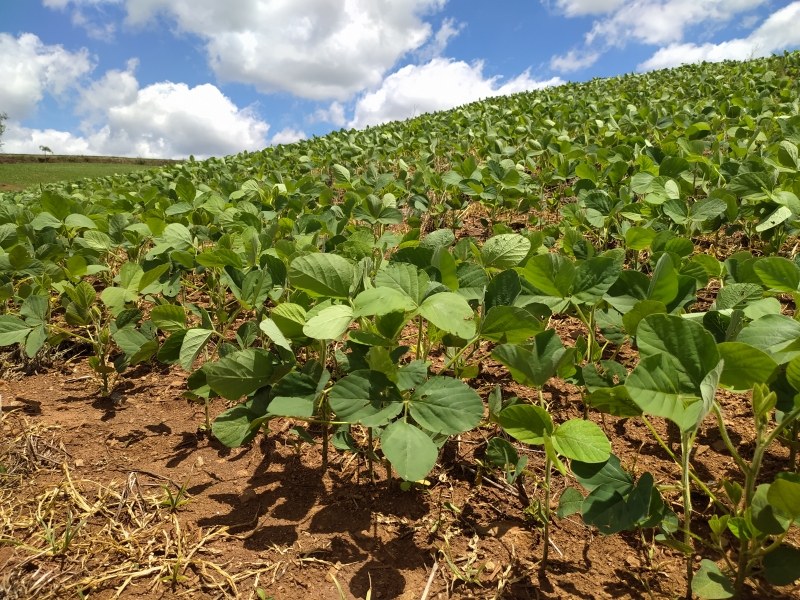 Produção de soja pode atingir 133,69 milhões de toneladas no País, aumento de 3,9%