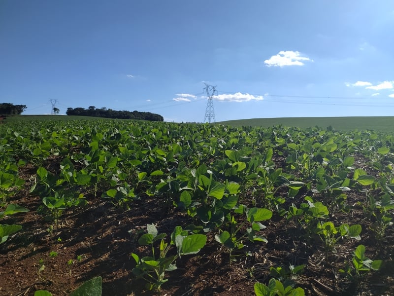 Na reta final, porém, ainda pairam sobre as lavouras as incertezas do clima em fevereiro