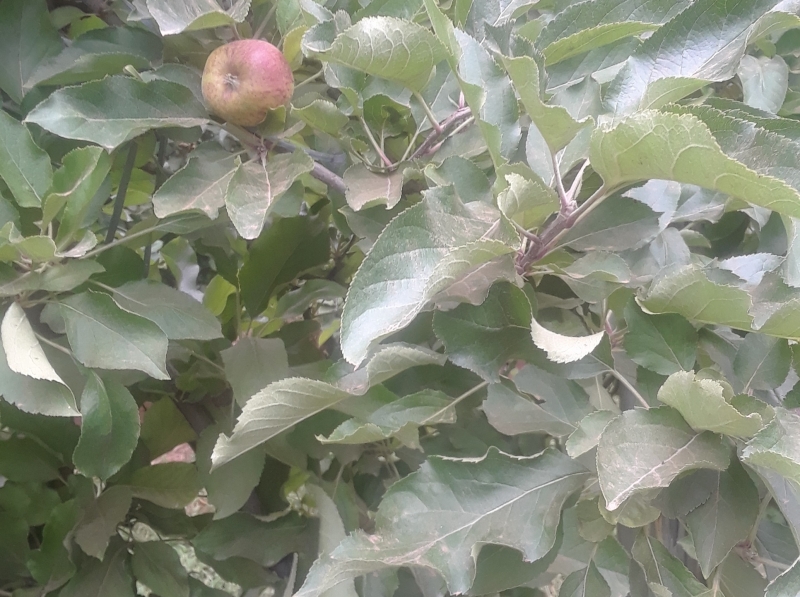 {'nm_midia_inter_thumb1':'https://www.jornaldocomercio.com/_midias/jpg/2021/01/08/206x137/1_2_4d_danos_na_maca___copia-9225436.jpg', 'id_midia_tipo':'2', 'id_tetag_galer':'', 'id_midia':'5ff8ba154a7b7', 'cd_midia':9225436, 'ds_midia_link': 'https://www.jornaldocomercio.com/_midias/jpg/2021/01/08/2_4d_danos_na_maca___copia-9225436.jpg', 'ds_midia': 'Pomares de ma&ccedil;&atilde; vem perdendo produtividade ano a ano em Vacaria', 'ds_midia_credi': 'Agapomi/Divulga&ccedil;&atilde;o', 'ds_midia_titlo': 'Pomares de ma&ccedil;&atilde; vem perdendo produtividade ano a ano em Vacaria', 'cd_tetag': '1', 'cd_midia_w': '800', 'cd_midia_h': '597', 'align': 'Left'}