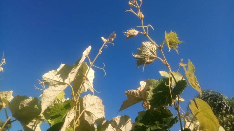 Em Jaguari, produtores têm perdas de até 100% nos parreirais e cultura pode acabar na cidade