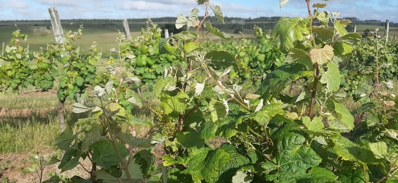 Mais de 600 notificações de irregularidades foram registradas em 2020 no Estado