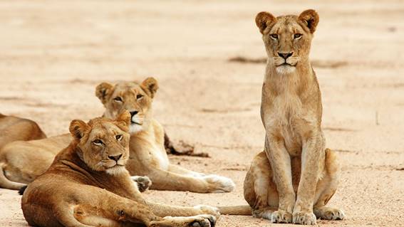 Canal estreia nesta quarta-feira (13) três episódios em sequência de 'Predadores africanos'