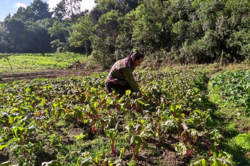 Em dois anos, quase R$ 400 mil foram gastos na compra da produção de agricultores familiares da região 