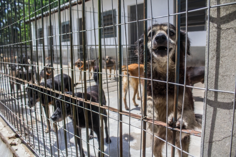Mais de 60 animais foram recolhidos em 45 dias no abrigo da cidade