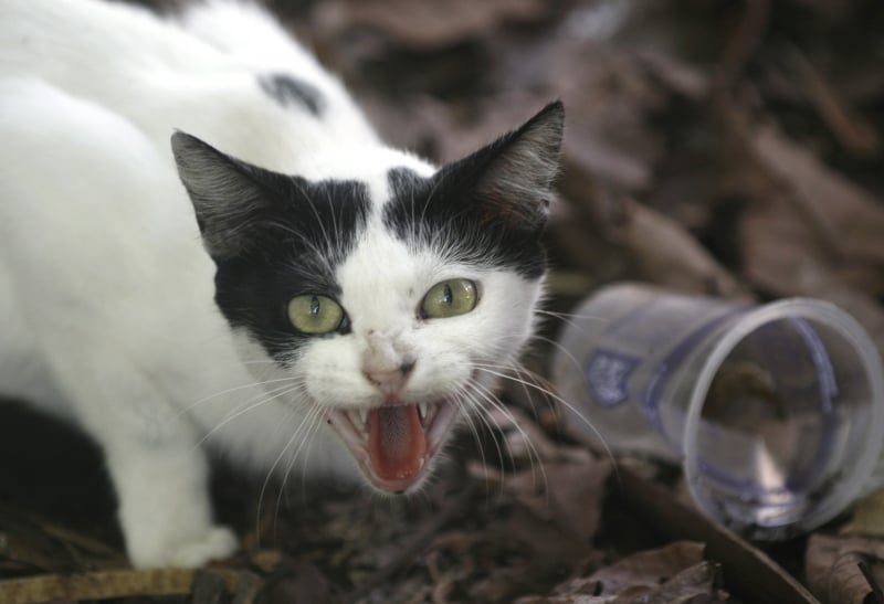 Local irá atender exclusivamente animais que tenham alguma doença transmissível para humanos