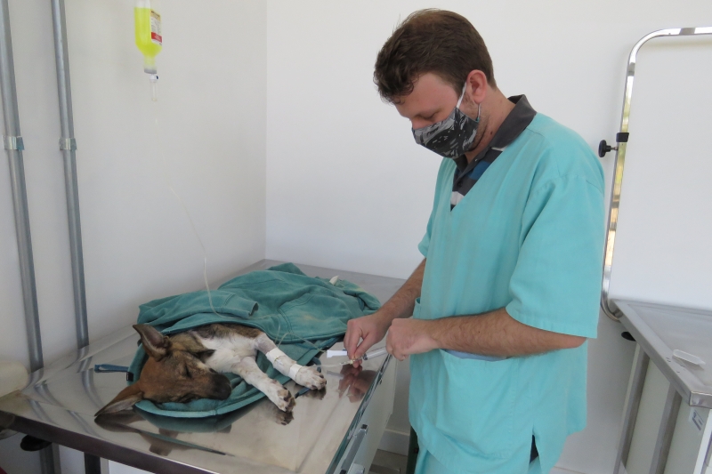 Unidade de Saúde Animal Victória aumentou a gama de serviços com a nova gestão