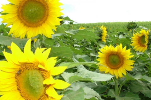 Colheita do girassol atinge 75%...