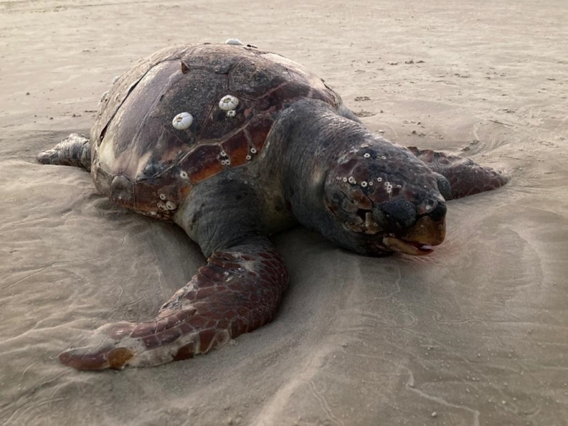 De acordo com biólogo, esses encalhes são normais e ocorrem durante todo o ano