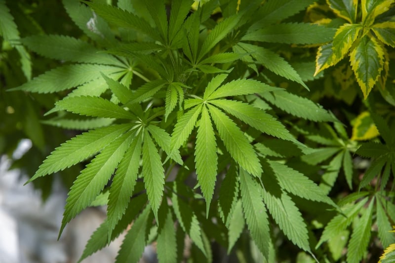 Atualmente, a plantação é permitida somente em caso de obtenção de decisão judicial favorável