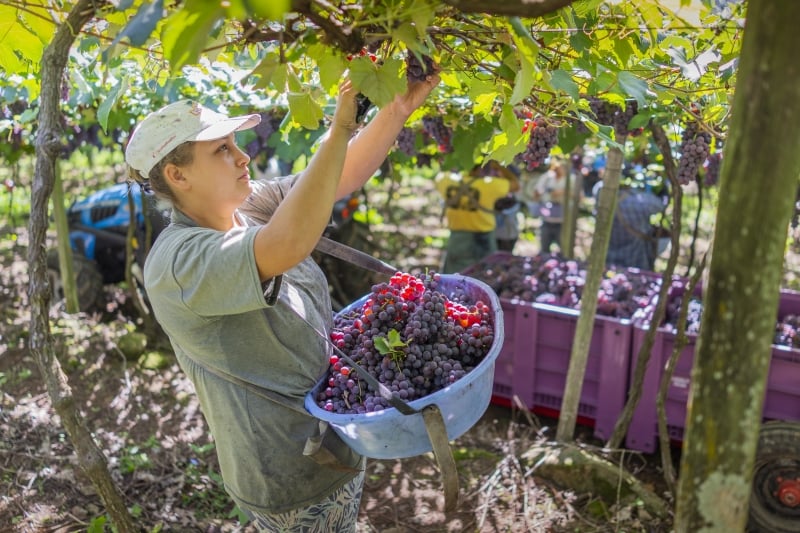 Expectativa do setor é que a safra de 2025 supere a do ano passado