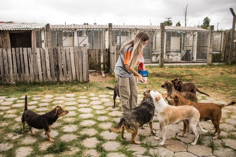 Maioria são cachorros; adoções diminuíram desde o início do ano