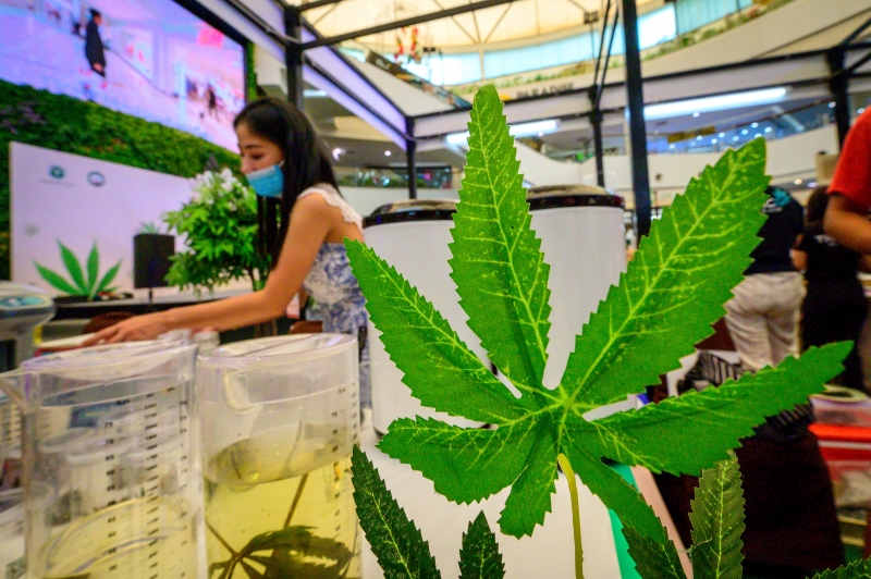 Estudos indicam que os derivados da planta podem ser usados no tratamento de diversas doenças