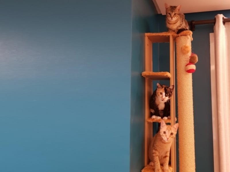 Bolacha Maria, Biscoito e Pão de Mel deixaram mais leve a rotina da família Florão