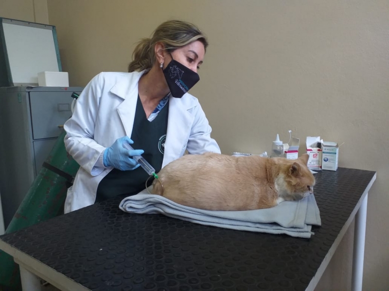 Viviane destaca novas pr&aacute;ticas, caso da ozonioterapia que vem ganhando espa&ccedil;o