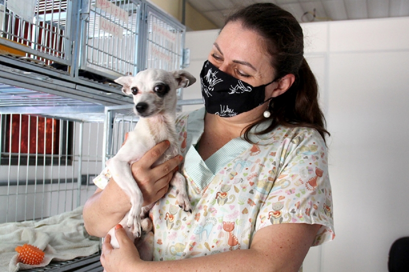 Vira lata Pirata, de oito anos, ficará sob tutela do Canil Municipal 