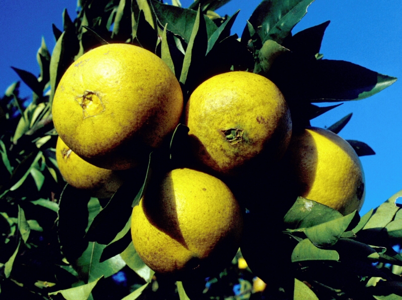 Prejuízo decorre da inviabilidade econômica das exportações de subprodutos que caíram no tarifaço