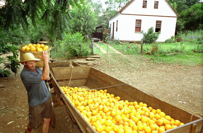 Secretaria de Agricultura estima que cultivo de laranja pode somar até 25 mil hectares em 2021