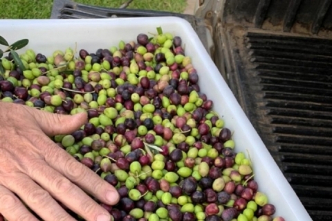 Cerca de três toneladas do fruto foram obtidas e serão utilizadas para produzir 400 litros de azeite extravirgem