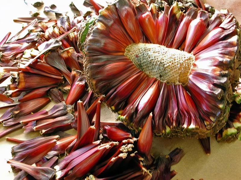 Colheita deve ser 30% a 100% maior do que em 2020 nas regiões produtoras