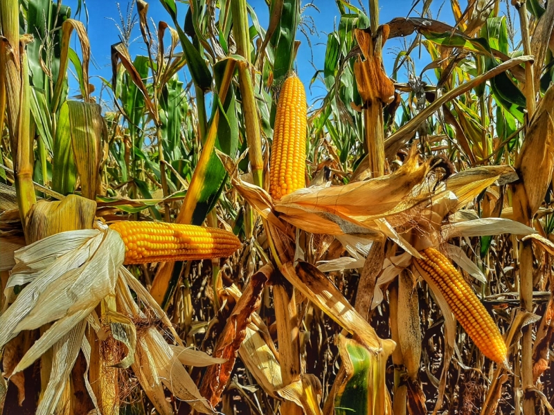 Serão 11 empresas que estarão fornecendo 42 cultivares de milho e nove de sorgo