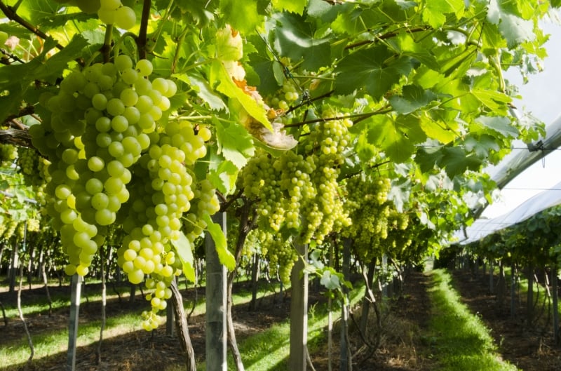 Diferencial influenciará no padrão de qualidade dos vinhos da região