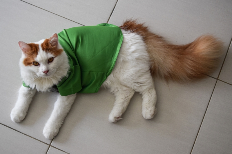 Procedimentos ser&atilde;o feitos em cl&iacute;nicas descentralizadas nas regi&otilde;es da cidade