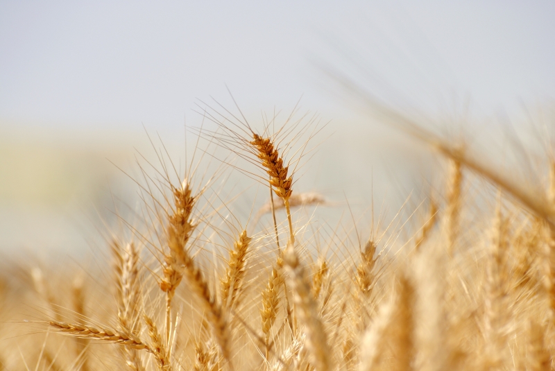 Balanço da safra é positivo no Estado, diante da boa produtividade e qualidade do cereal