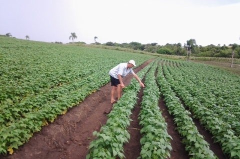 Agricultura e Desenvolvimento Rural lideram propostas da Consulta Popular