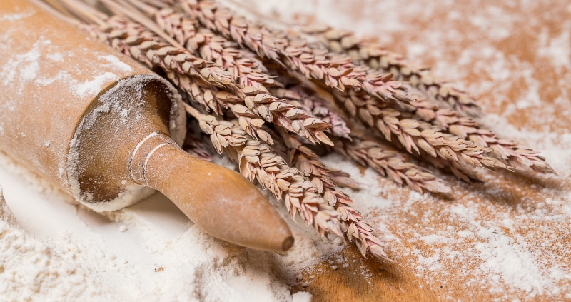 Segundo prognósticos do IBGE, espera-se colher 7,2 milhões de toneladas de trigo