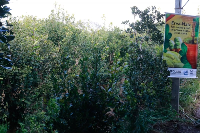 Colheita da erva-mate em Ilópolis, segundo maior produtor entre os municípios do Rio Grande do Sul