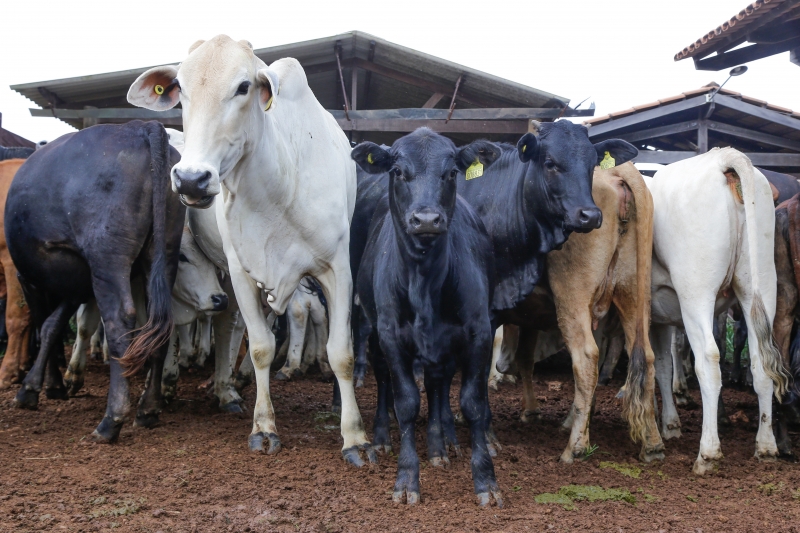 Aproximadamente 113 milhões de bovinos e bubalinos deixarão de ser imunizados