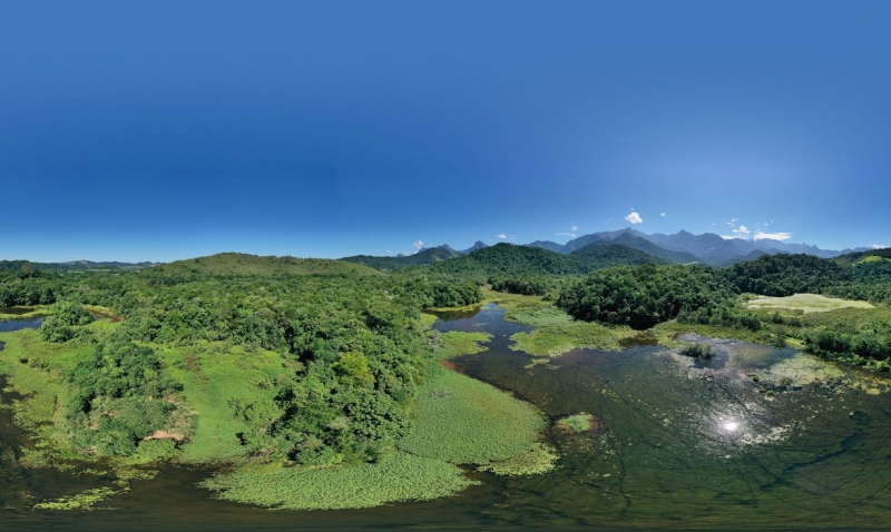 Várias espécies da Mata Atlântica serão plantadas neste sábado (5) na Reserva Ecológica Guapiaçu 