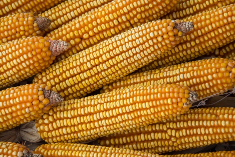 No total, 4,6 mil agricultores irão receber 14.087 sacas de milho e sorgo
