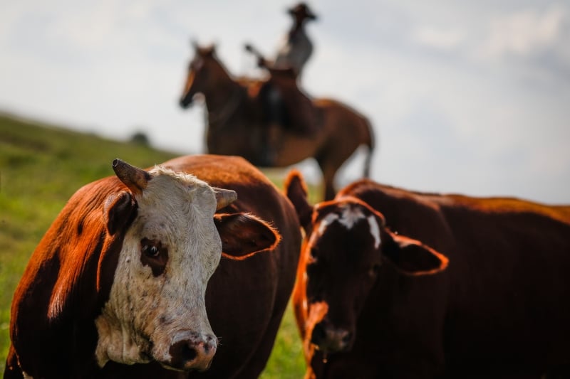 Dados captados permitem a definição de ações para a manutenção do status sanitário dos rebanhos