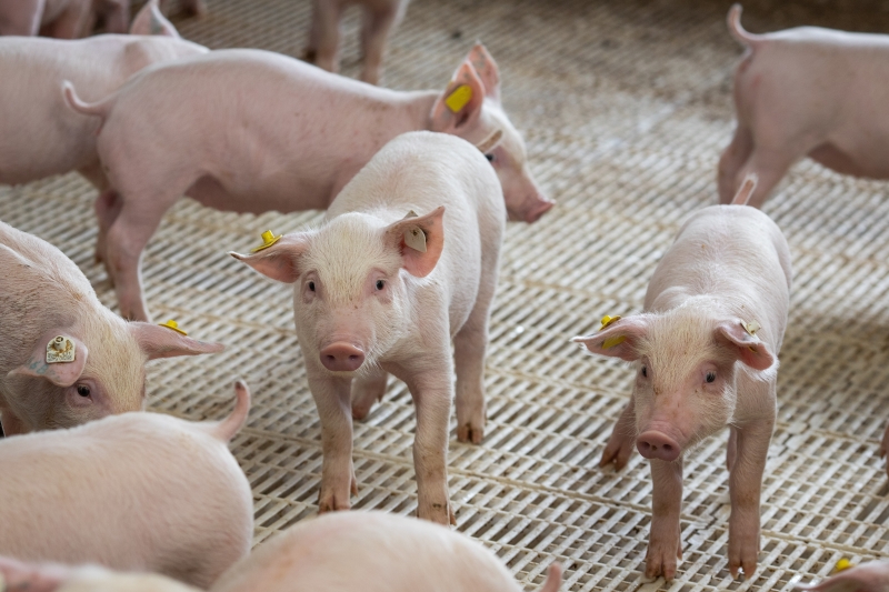 Alta no custo de produção e baixos valores pagos aos criadores de suínos preocupa setor