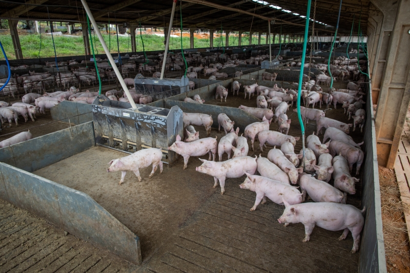 Exportação de produtos agropecuários fortalece laços comerciais do Brasil