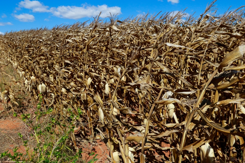Diminuição se deve à menor safra de milho, impactada pela falta de chuvas entre abril e maio