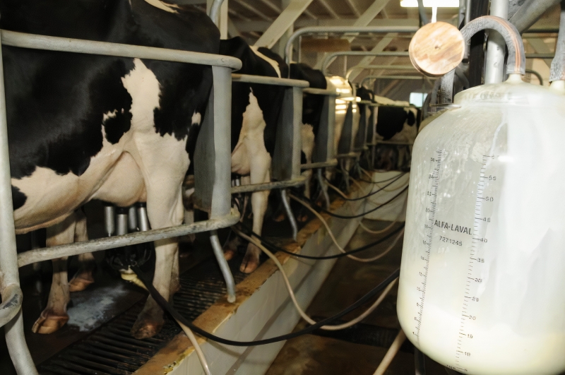 Setor leiteiro busca eficiência e sustentabilidade no Milk Summit