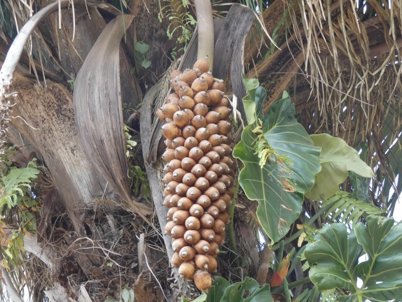 Universidade fez pedido de patente do combustível, que é criado a partir do azeite e do oléo de coco