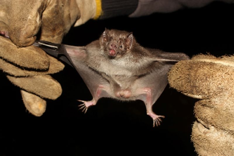 Doença pode ser prevenida pelo controle da população de morcegos hematófagos 
