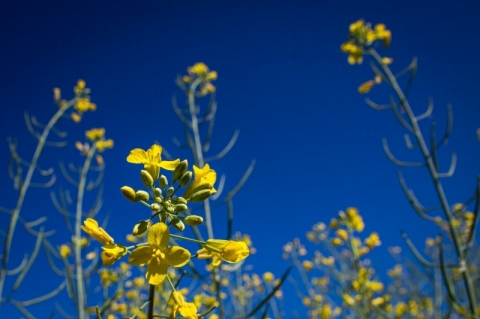 Canola ganha espaço, e área financiada já cresceu 30,3% nesta safra