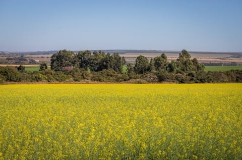 Colheita da canola começa a colocar à prova expansão da cultura no RS
