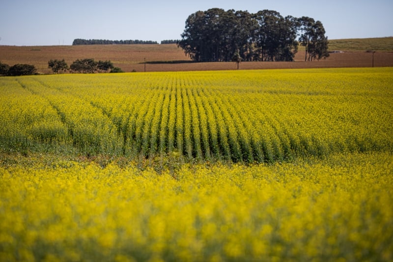 Canola é considerada uma das principais alternativas para a diversificação de culturas de inverno